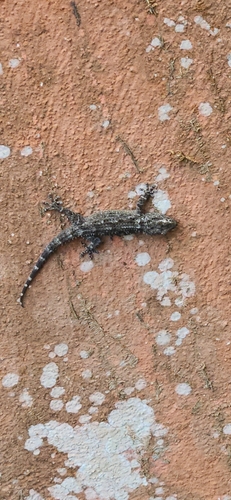 Moorish Gecko