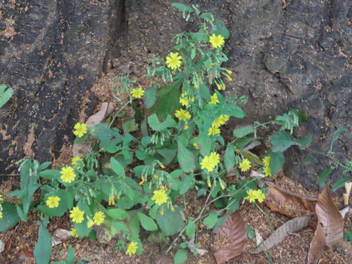 Crepidiastrum denticulatum observed 2026-10-22