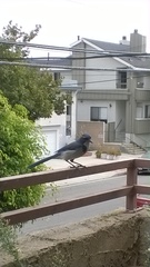 Aphelocoma californica