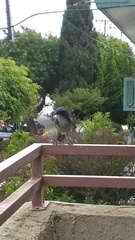 Aphelocoma californica