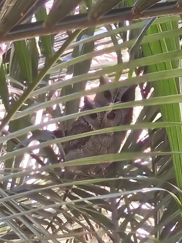 Otus bakkamoena observed 2026-10-19