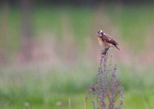 iNaturalist image