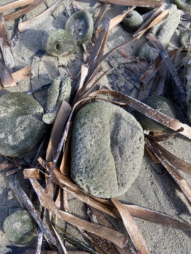 Codium bursa observed 2026-10-22
