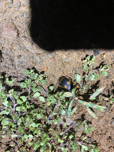 Pheropsophus observed 2026-10-17