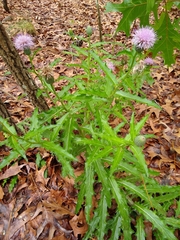 Cirsium repandum