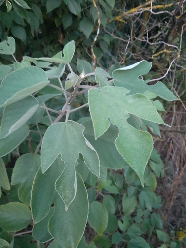 Paper mulberry