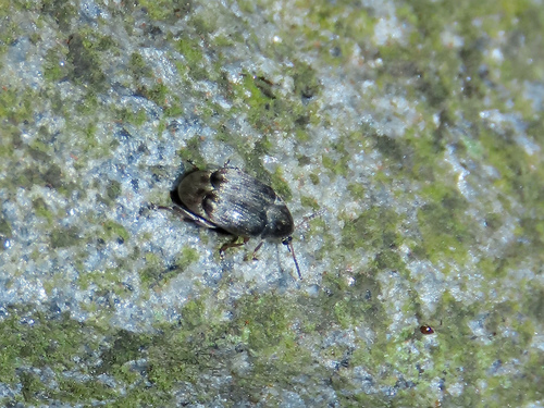 Acanthoscelides obtectus