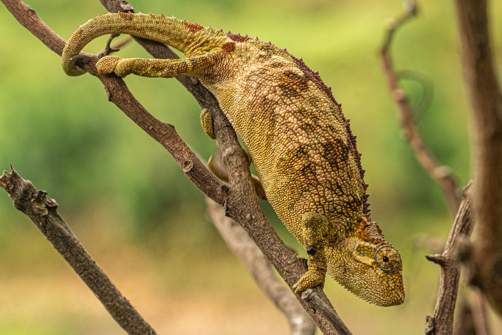 Schoutenden's Montane Dwarf Chameleon