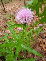 Cirsium repandum