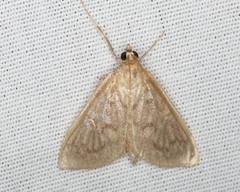Framinghamia helvalis