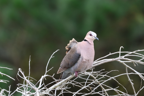 iNaturalist image