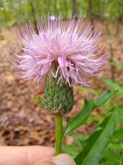 Cirsium repandum