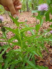 Cirsium repandum