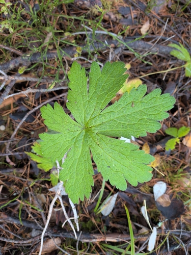 Geranium sylvaticum, 2026-10-22