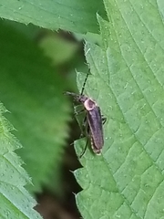 Atalantycha dentigera