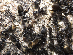 Camponotus chilensis