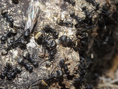 Camponotus chilensis