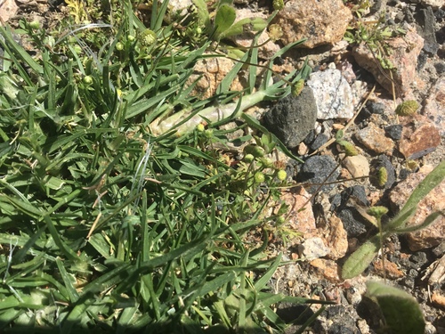 Cotula australis observed 2026-10-18