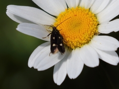 Parascythris muelleri