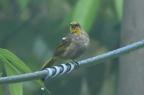 Pycnonotus finlaysoni, 2026-10-22