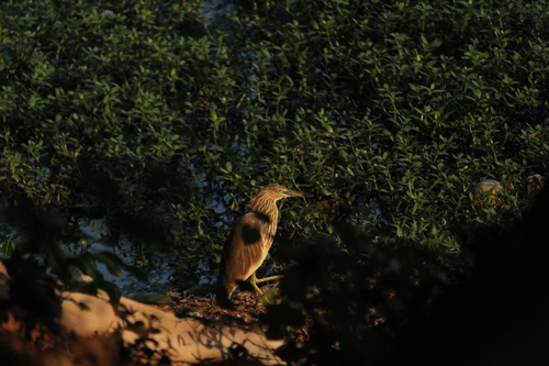 iNaturalist image