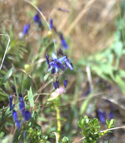 Stypandra glauca observed 2026-10-22