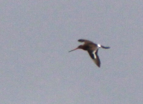 iNaturalist image
