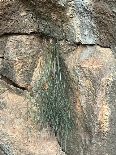 Psilotum nudum observed 2026-10-22