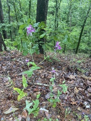 Streptanthus squamiformis