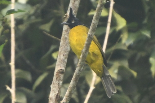 Pycnonotus melanicterus observed 2026-10-22