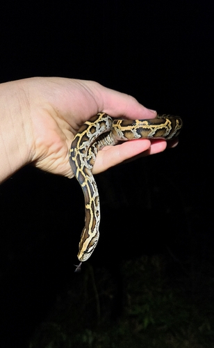 Python molurus, 2026-10-20