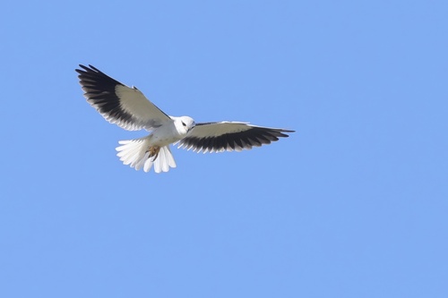 iNaturalist image