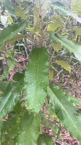 Astrotricha latifolia observed 2026-10-22
