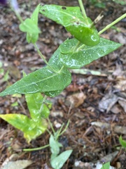 Streptanthus squamiformis