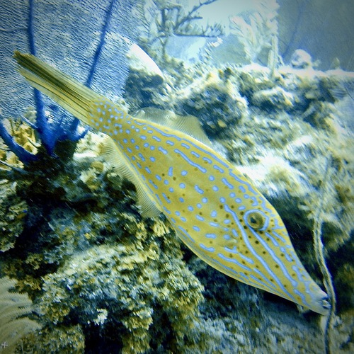 Aluterus scriptus observed 2026-10-21