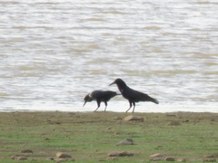 Corvus capensis capensis