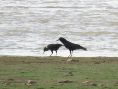 Corvus capensis capensis