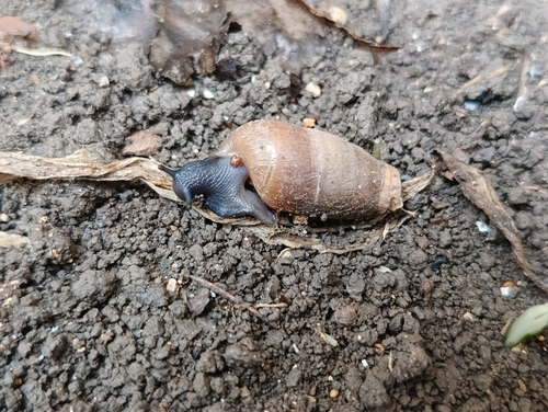 Decollate Snail