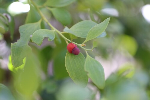 Exocarpos latifolius observed 2026-10-17