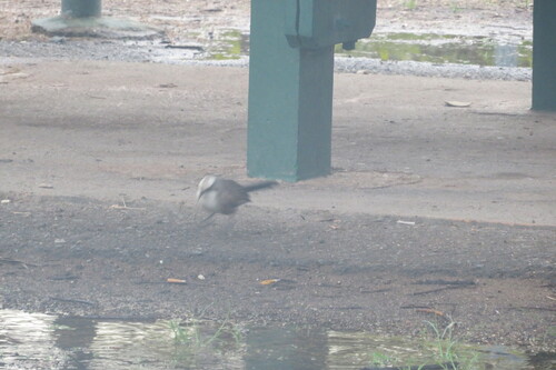 Pomatostomus temporalis, 2026-10-20