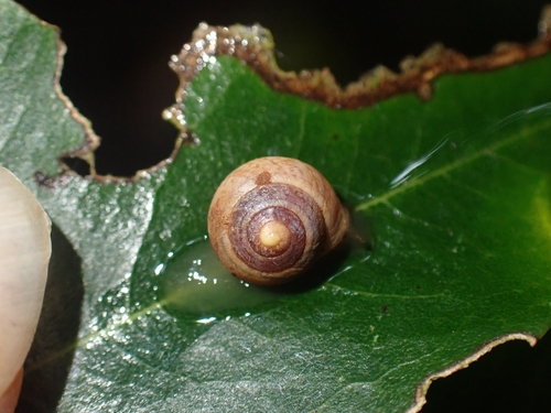 Pleuropoma observed 2026-10-20