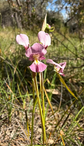 Diuris punctata observed 2026-10-22