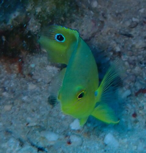 Pomacentrus amboinensis observed 2026-10-17