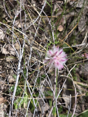 Ptilotus manglesii observed 2026-10-22