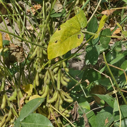 Glycine max observed 2026-10-22