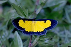 Xanthyris flaveolata