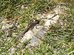 Erythrodiplax connata