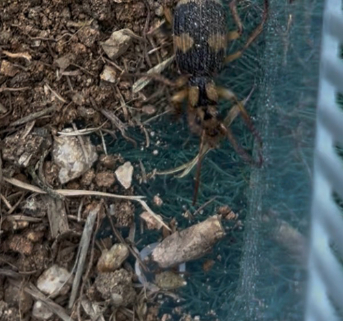 Pheropsophus observed 2026-10-22