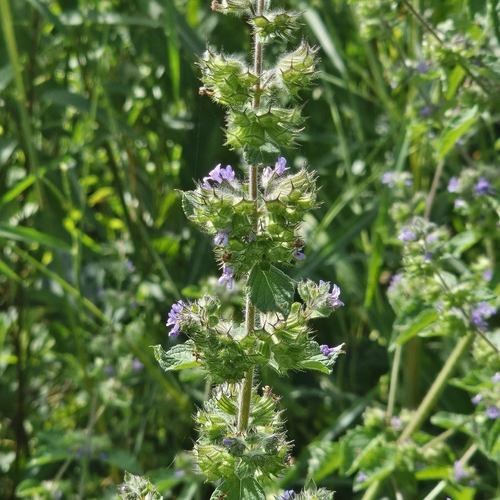Mesosphaerum suaveolens observed 2026-10-22