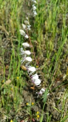 Streptanthus glandulosus secundus